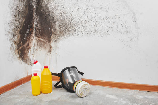 Attic Mold Removal in Venice, FL