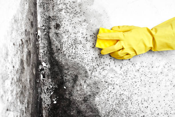 Certified Mold Removal in Venice, FL