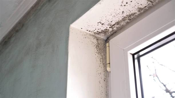 Best Professional Mold Removal  in Venice, FL