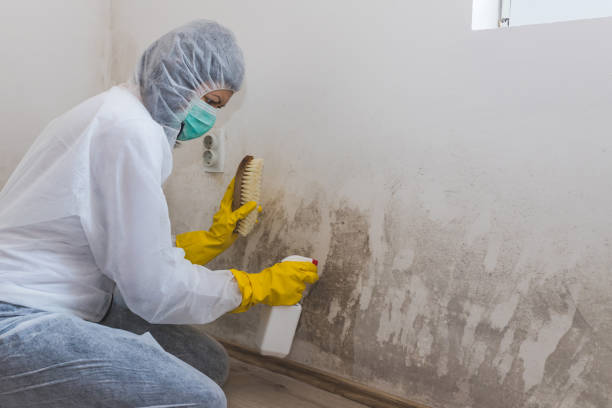 Crawl Space Mold Removal in Venice, FL