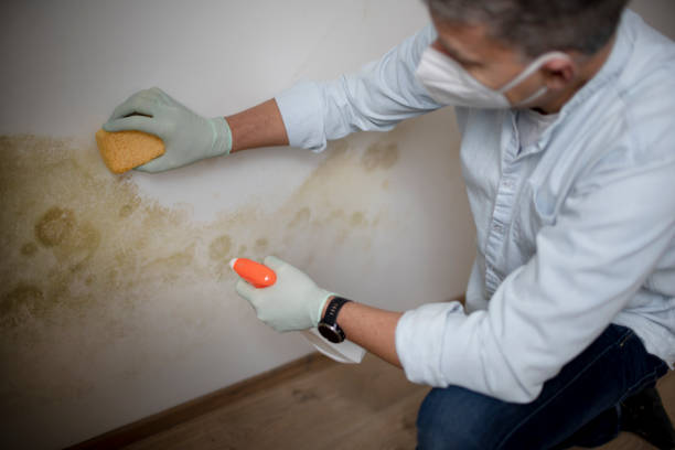 Best Black Mold Removal  in Venice, FL