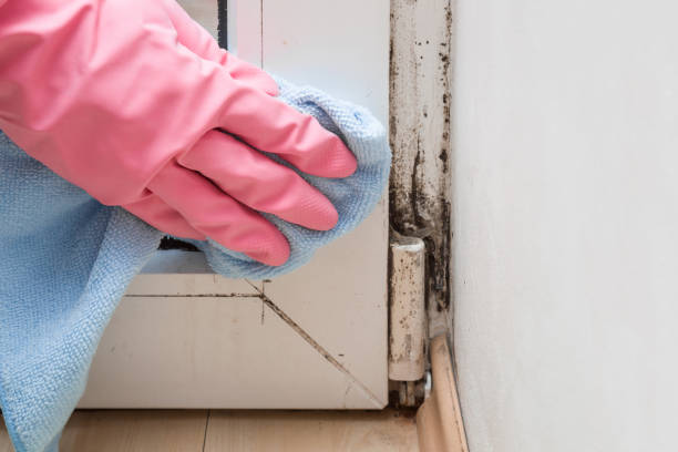Best Crawl Space Mold Removal  in Venice, FL