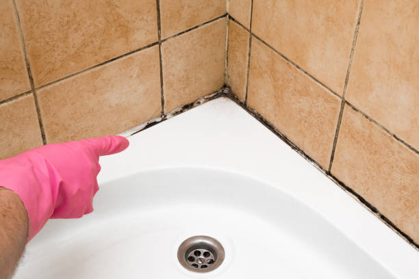 Best Office Mold Removal Services  in Venice, FL
