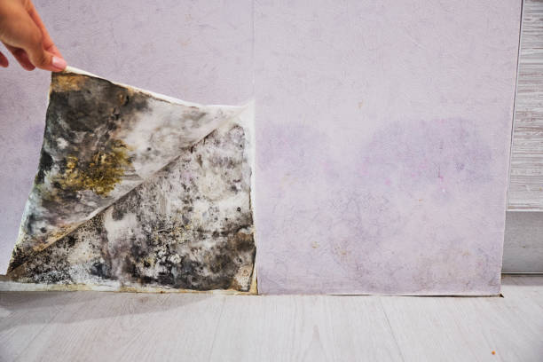 Best Mold Removal Near Me  in Venice, FL
